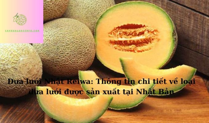 Dưa lưới Nhật Reiwa: Thông tin chi tiết về loại dưa lưới được sản xuất tại Nhật Bản