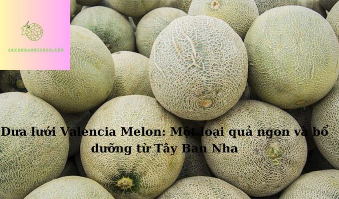 Dưa lưới Valencia Melon: Một loại quả ngon và bổ dưỡng từ Tây Ban Nha