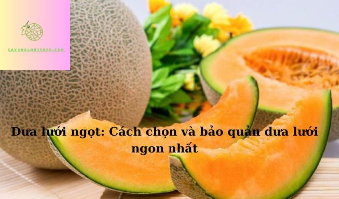 Dưa lưới ngọt: Cách chọn và bảo quản dưa lưới ngon nhất