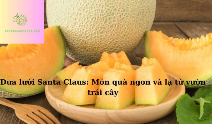 Dưa lưới Santa Claus: Món quà ngon và lạ từ vườn trái cây