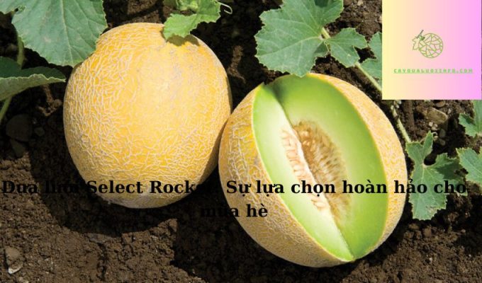 Dưa lưới Select Rocket: Sự lựa chọn hoàn hảo cho mùa hè