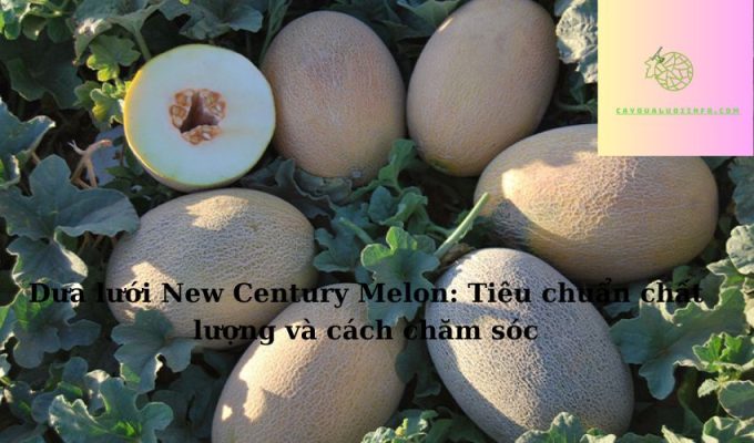 Dưa lưới New Century Melon: Tiêu chuẩn chất lượng và cách chăm sóc