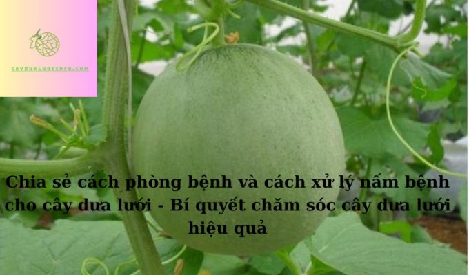 Chia sẻ cách phòng bệnh và cách xử lý nấm bệnh cho cây dưa lưới - Bí quyết chăm sóc cây dưa lưới hiệu quả