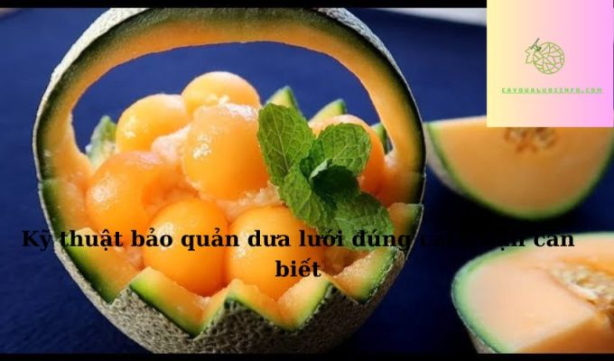 Kỹ thuật bảo quản dưa lưới đúng cách bạn cần biết