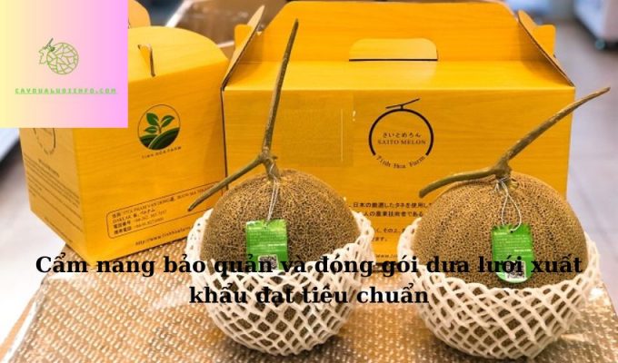 Cẩm nang bảo quản và đóng gói dưa lưới xuất khẩu đạt tiêu chuẩn