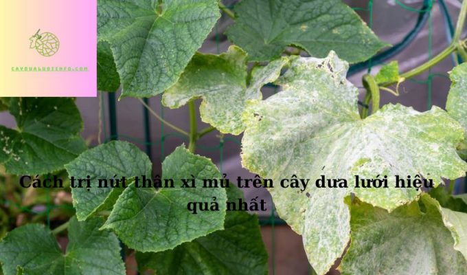 Cách trị nứt thân xì mủ trên cây dưa lưới hiệu quả nhất