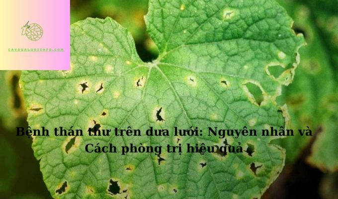 Bệnh thán thư trên dưa lưới: Nguyên nhân và Cách phòng trị hiệu quả