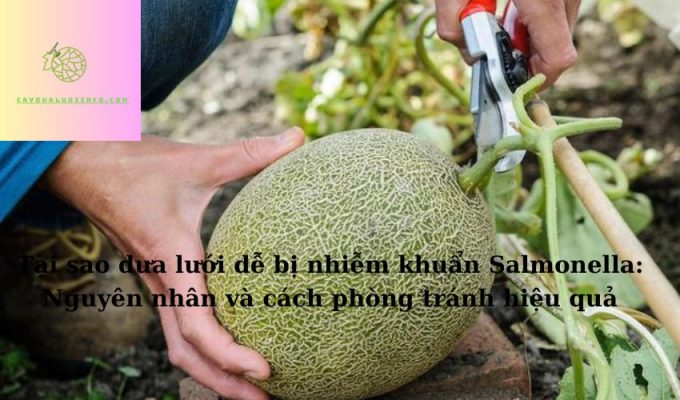 Tại sao dưa lưới dễ bị nhiễm khuẩn Salmonella: Nguyên nhân và cách phòng tránh hiệu quả