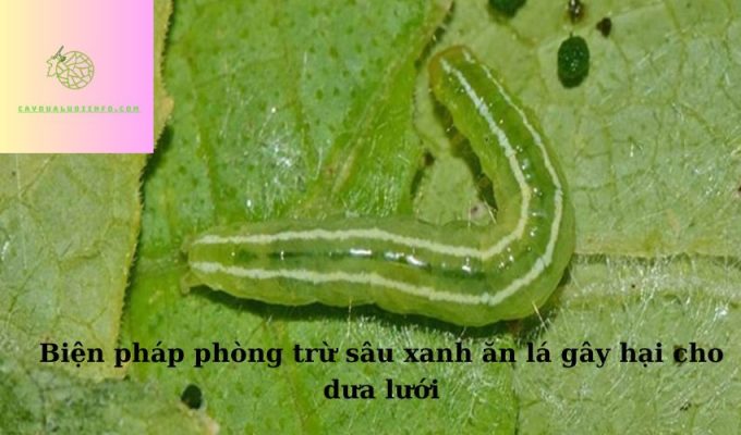 Biện pháp phòng trừ sâu xanh ăn lá gây hại cho dưa lưới