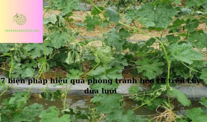 7 biện pháp hiệu quả phòng tránh héo rũ trên cây dừa lưới