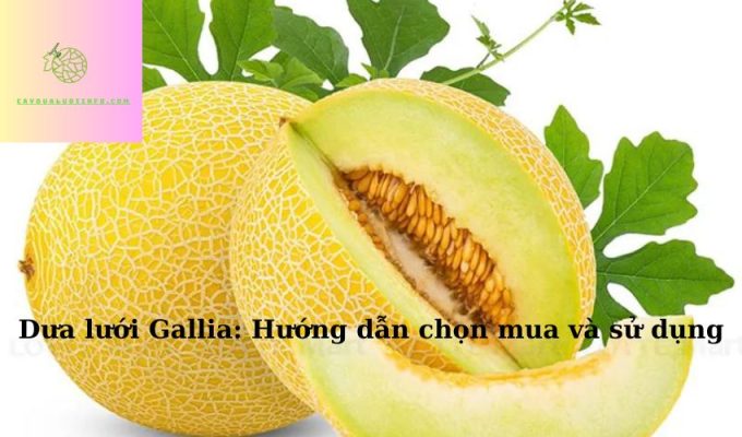 Dưa lưới Gallia: Hướng dẫn chọn mua và sử dụng