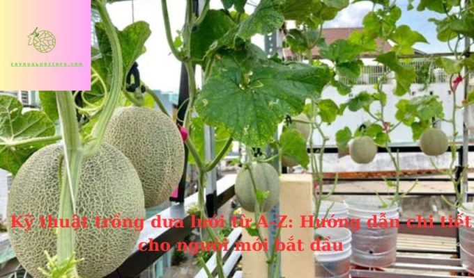 Kỹ thuật trồng dưa lưới từ A-Z: Hướng dẫn chi tiết cho người mới bắt đầu