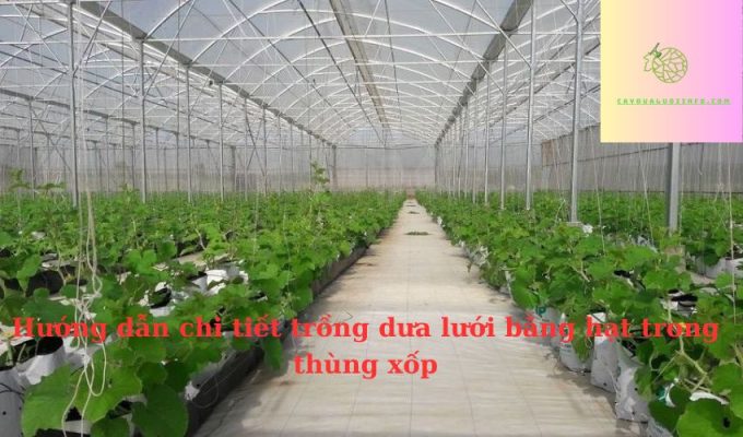 Hướng dẫn chi tiết trồng dưa lưới bằng hạt trong thùng xốp