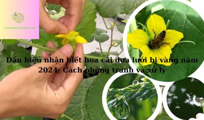 Dấu hiệu nhận biết hoa cái dưa lưới bị vàng năm 2024: Cách phòng tránh và xử lý