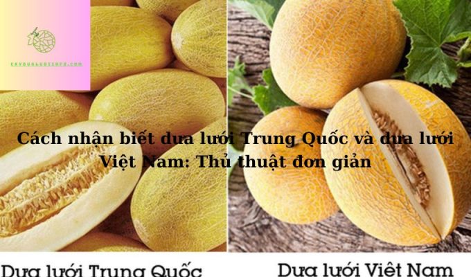 Cách nhận biết dưa lưới Trung Quốc và dưa lưới Việt Nam: Thủ thuật đơn giản