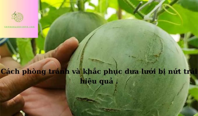 Cách phòng tránh và khắc phục dưa lưới bị nứt trái hiệu quả .