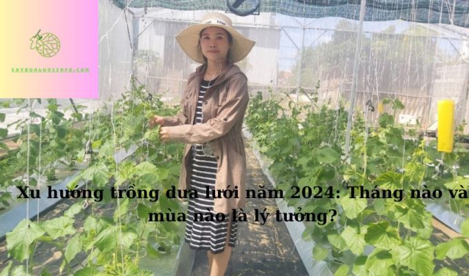 Xu hướng trồng dưa lưới năm 2024: Tháng nào và mùa nào là lý tưởng?