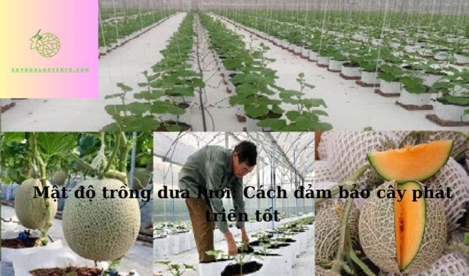 Mật độ trồng dưa lưới: Cách đảm bảo cây phát triển tốt