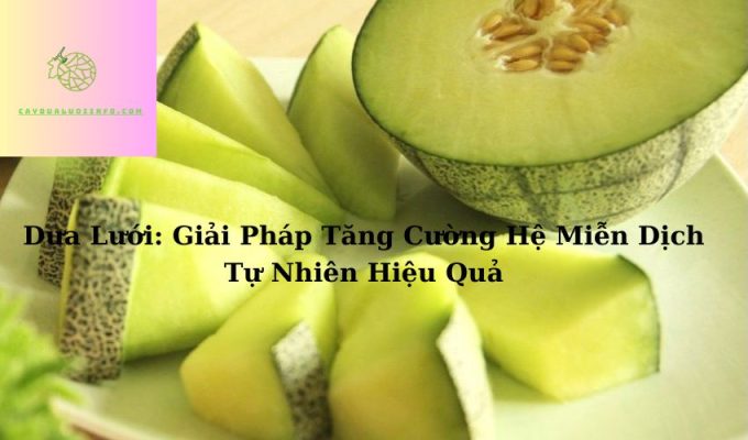 Dưa Lưới: Giải Pháp Tăng Cường Hệ Miễn Dịch Tự Nhiên Hiệu Quả